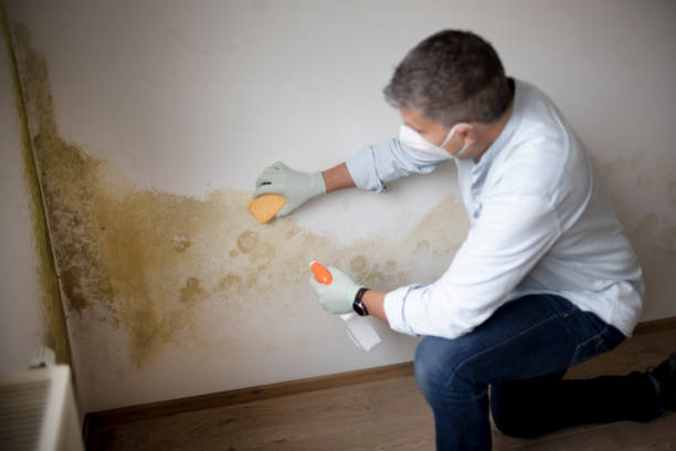 Best Asbestos and Lead Testing During Mold Inspection  in Beacon, NY