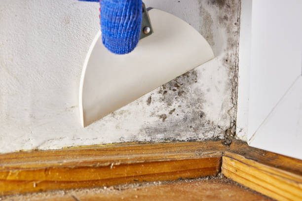  Beacon, NY Mold Removal Pros